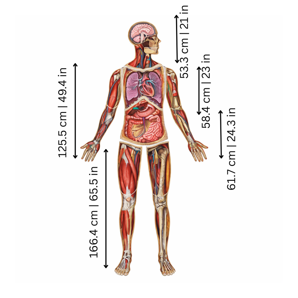 BodyMap