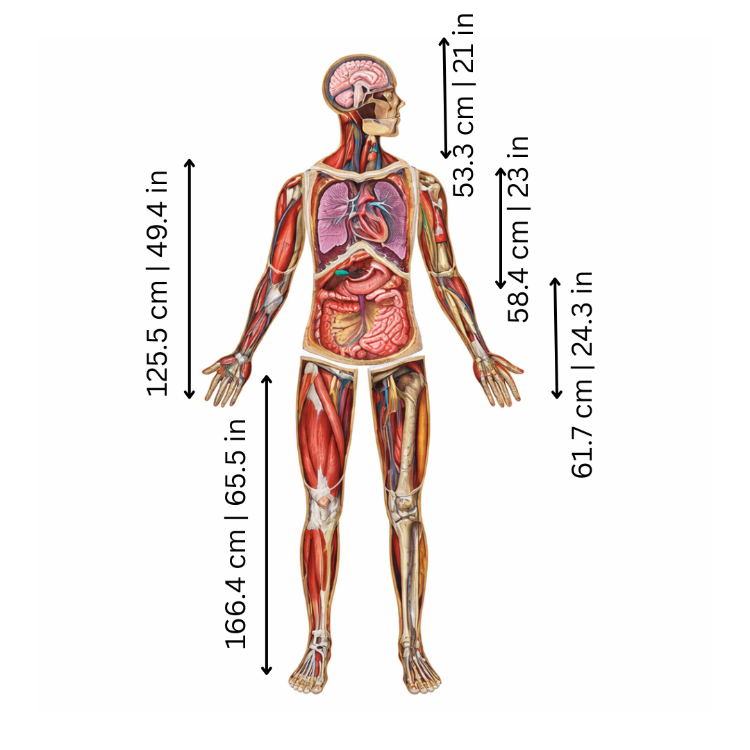 BodyMap