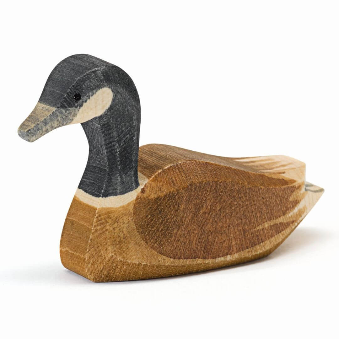 Ostheimer Canada Goose Swimming